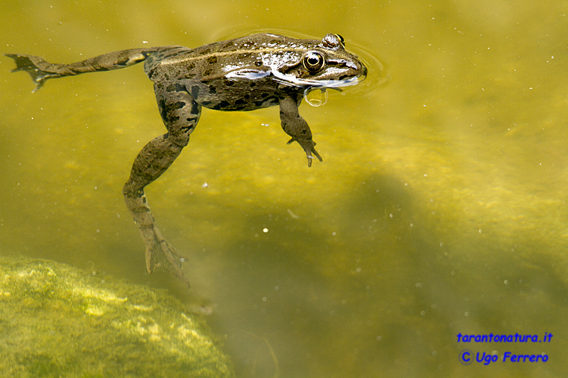 Qualche rana confidente... Pelophylax (anche) bergeri (TA)